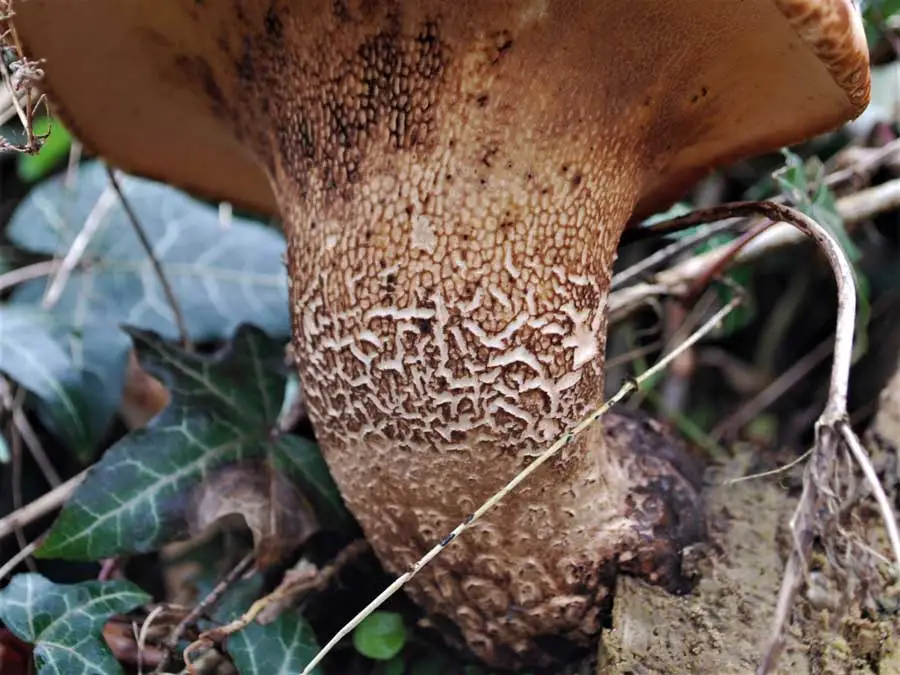 Dryad’s Saddle stem