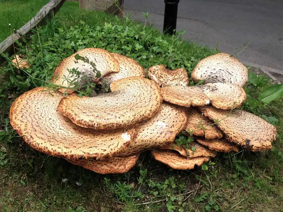 Dryad’s Saddle