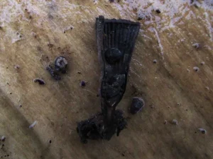 Fluted Bird’s Nest flesh