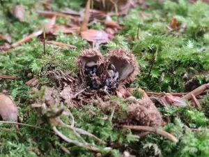 Fluted Bird’s Nest gallery 2