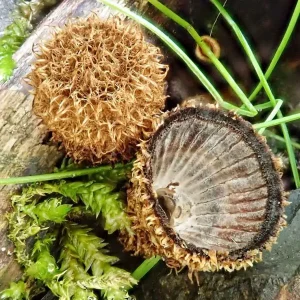 Fluted Bird’s Nest gallery 3