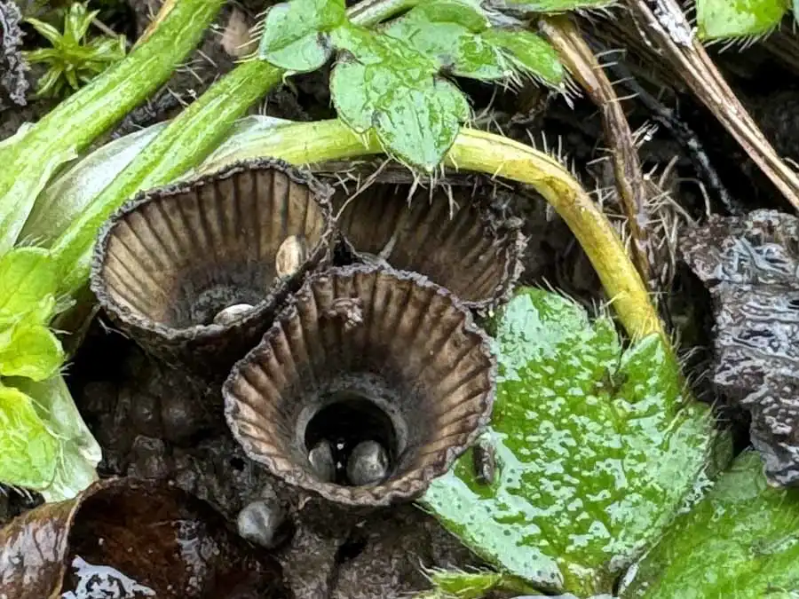 Fluted Bird’s Nest