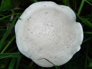 Fool’s Funnel cap