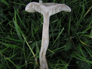 Fool’s Funnel flesh
