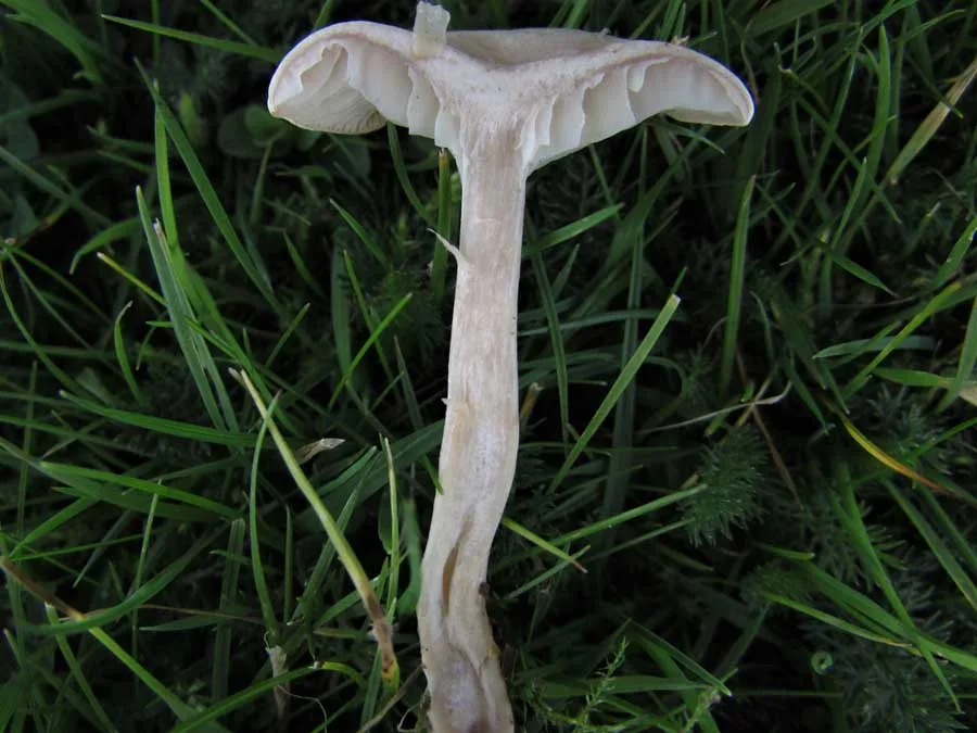 Fool’s Funnel flesh