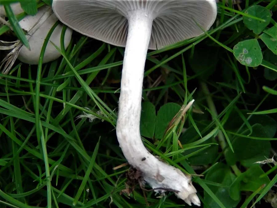Fool’s Funnel stem