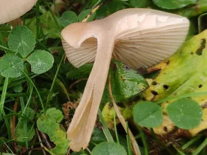 Fragrant Funnel flesh