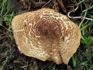 Freckled Dapperling cap