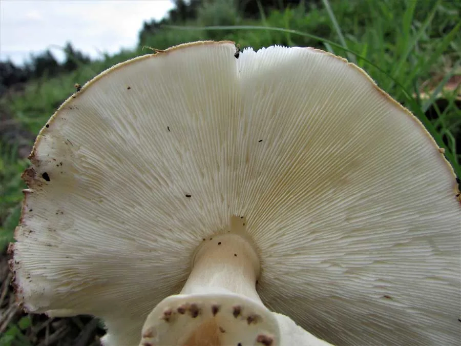 Freckled Dapperling gills