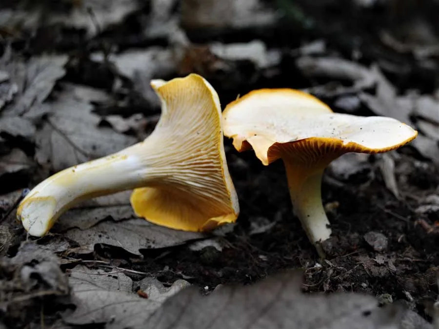 Frosted Chanterelle