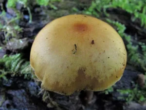 Funeral Bell cap