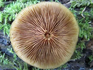 Funeral Bell gills