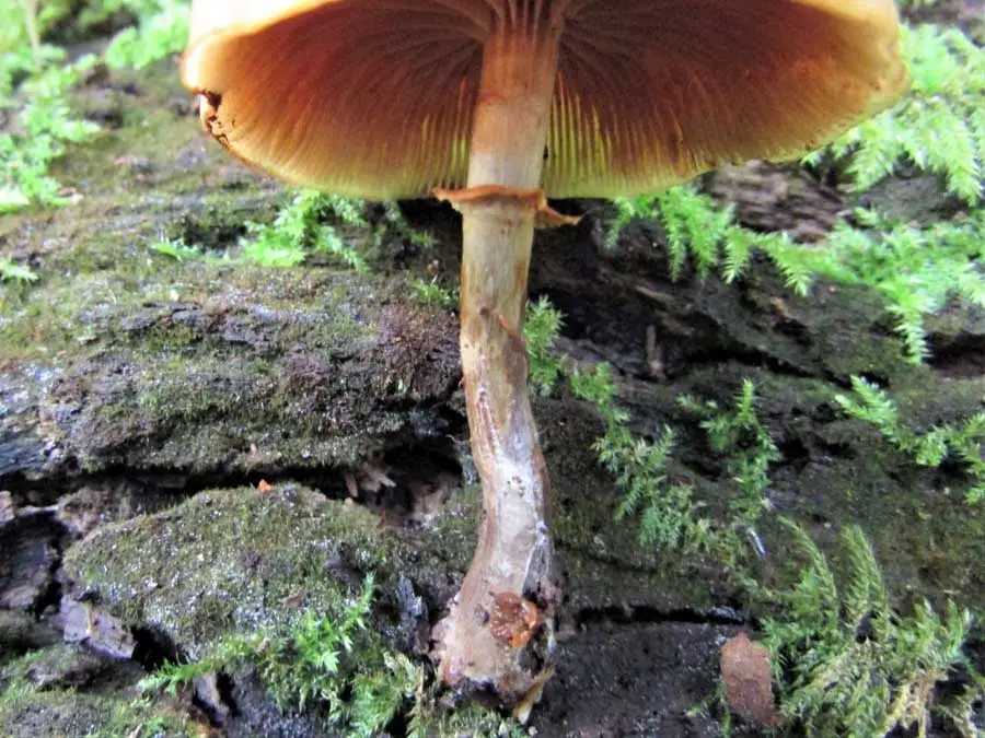 Funeral Bell stem