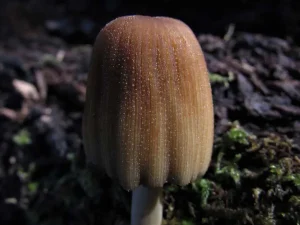 Glistening Inkcap cap
