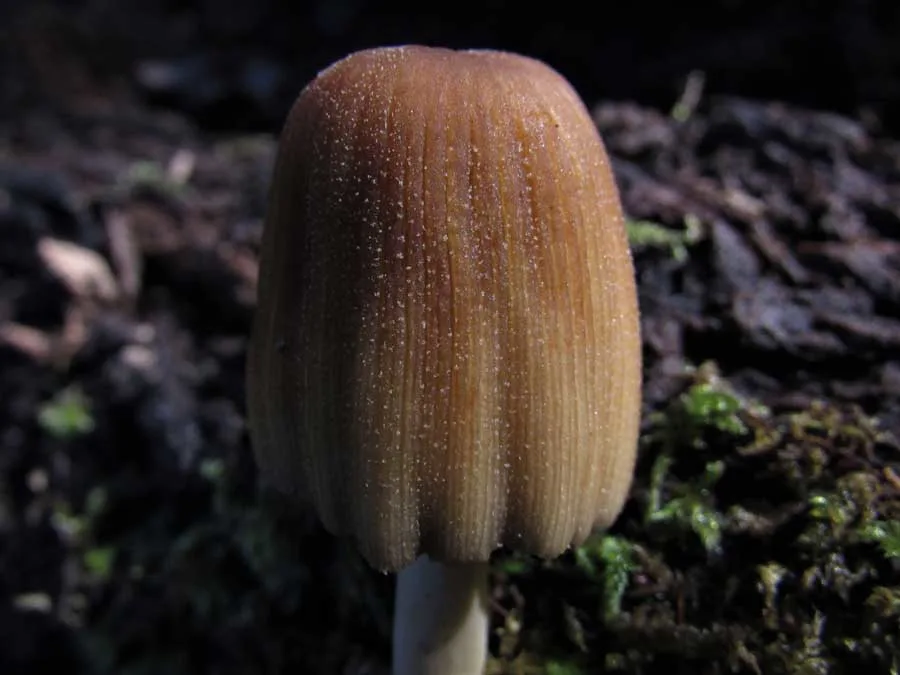 Glistening Inkcap cap