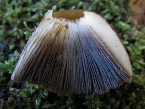 Glistening Inkcap gills
