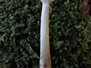Glistening Inkcap stem