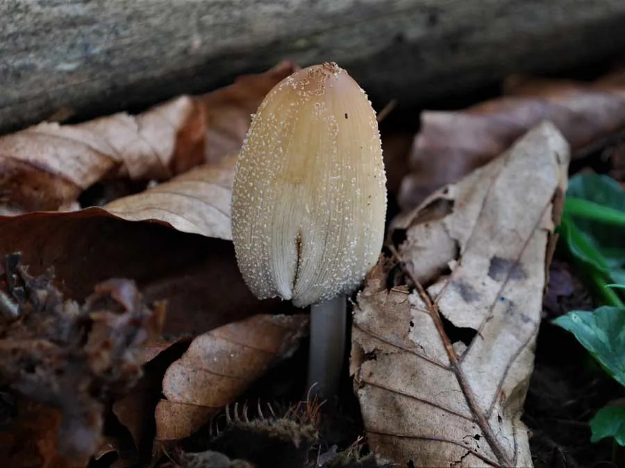 Glistening Inkcap