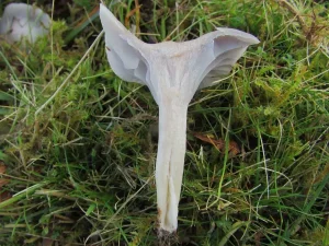 Grey Waxcap flesh