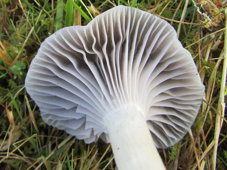 Grey Waxcap gills