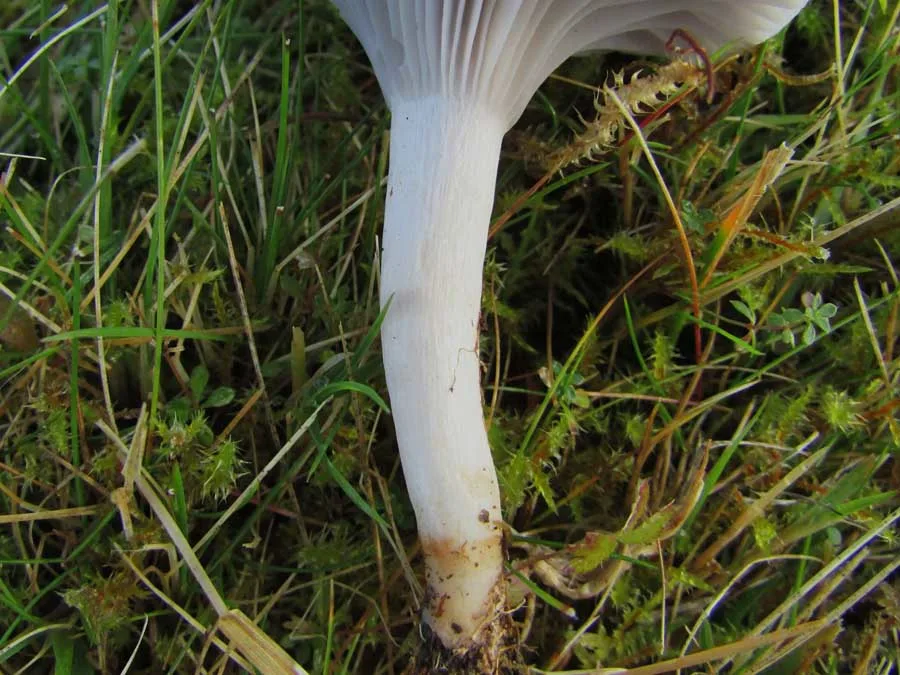 Grey Waxcap stem