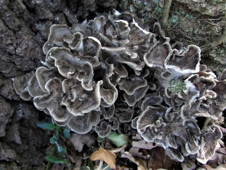 Hen of the Woods