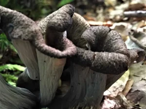Horn Of Plenty fruiting body