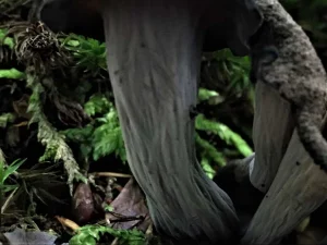 Horn Of Plenty stem