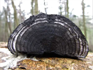 King Alfred’s Cakes flesh