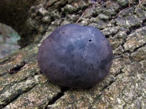 King Alfred’s Cakes fruiting body