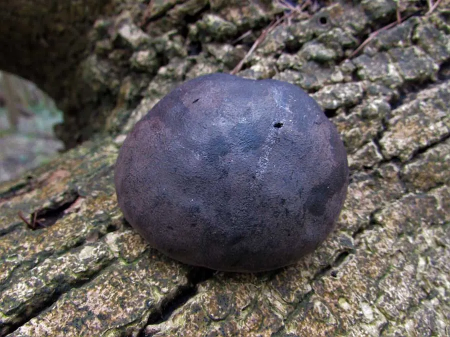 King Alfred’s Cakes fruiting body