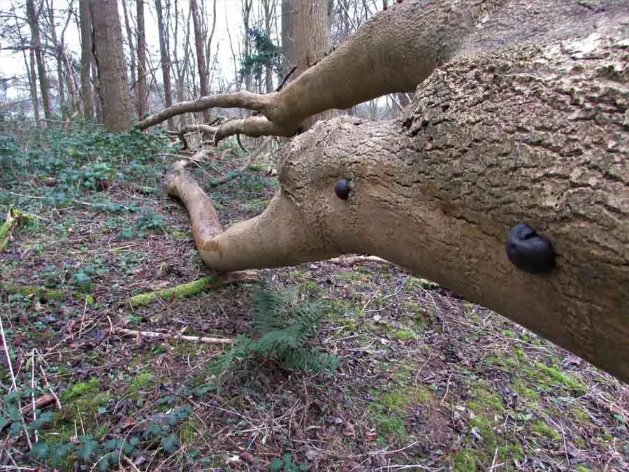King Alfred’s Cakes habitat