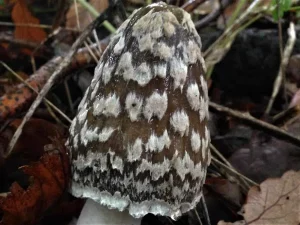 Magpie Inkcap cap