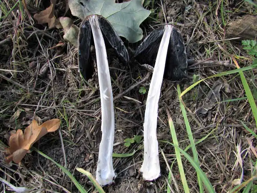 Magpie Inkcap flesh