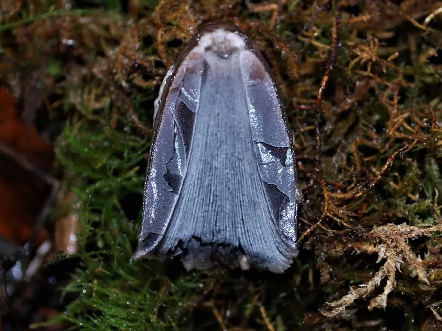 Magpie Inkcap gills