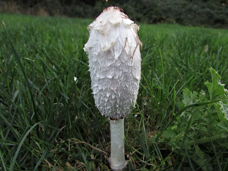 Magpie Inkcap possible confusion