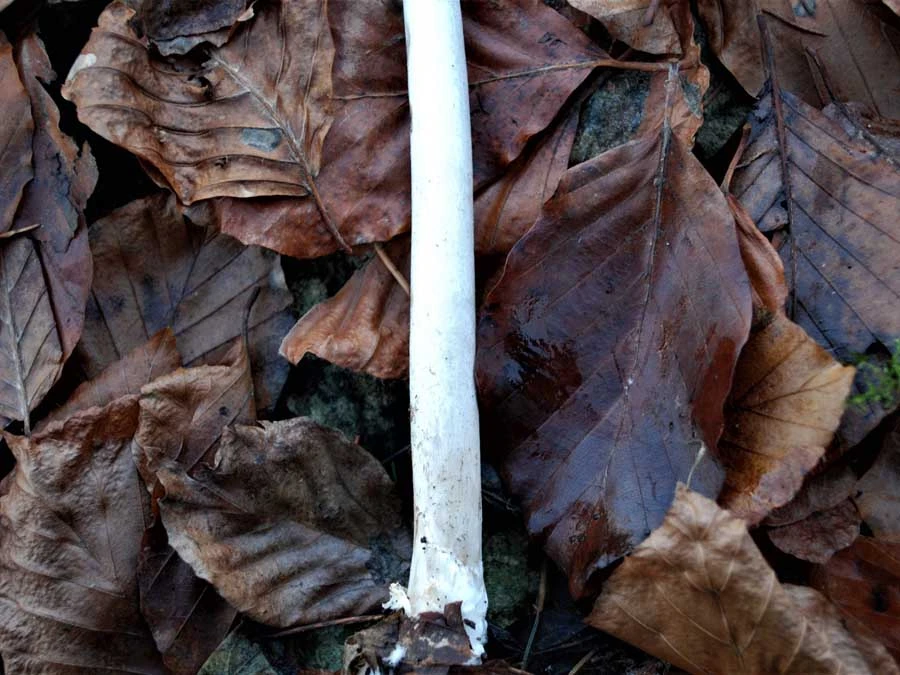 Magpie Inkcap stem