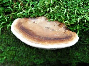Oak Mazegill fruiting body
