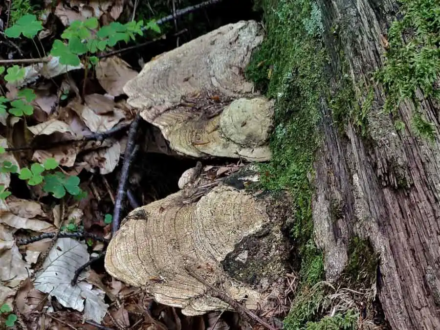 Oak Mazegill habitat