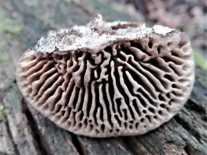 Oak Mazegill pores