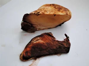 Oak Polypore flesh