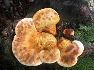 Oak Polypore fruiting body