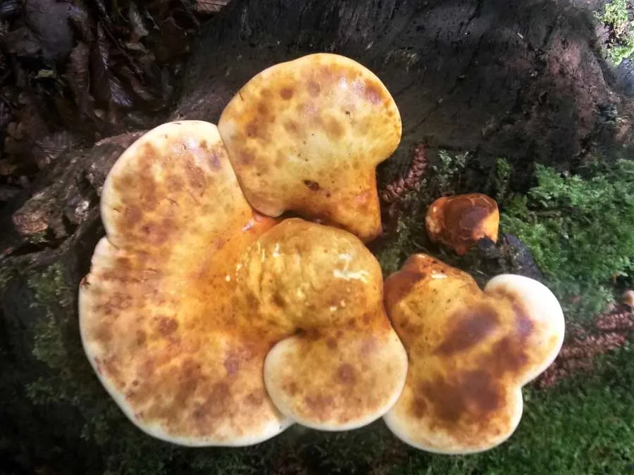 Oak Polypore fruiting body