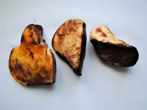 Oak Polypore gallery 1