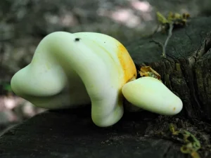 Oak Polypore gallery 2