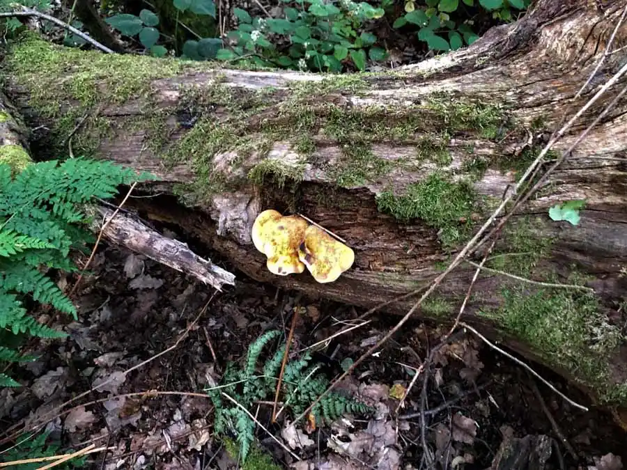 Oak Polypore habitat