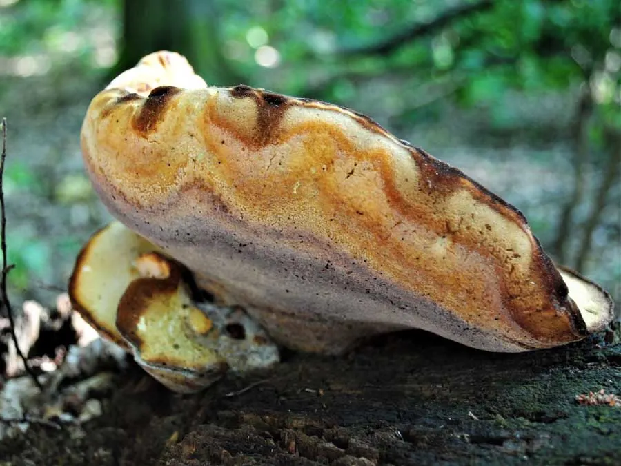 Oak Polypore pores