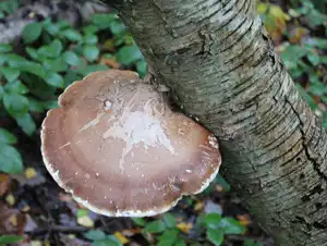 Oak Polypore possible confusion