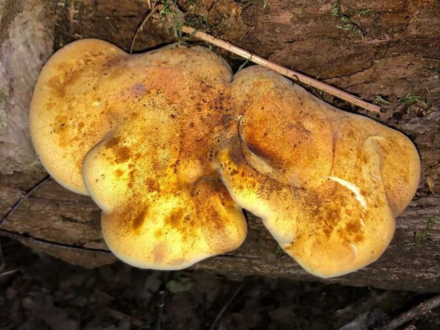 Oak Polypore