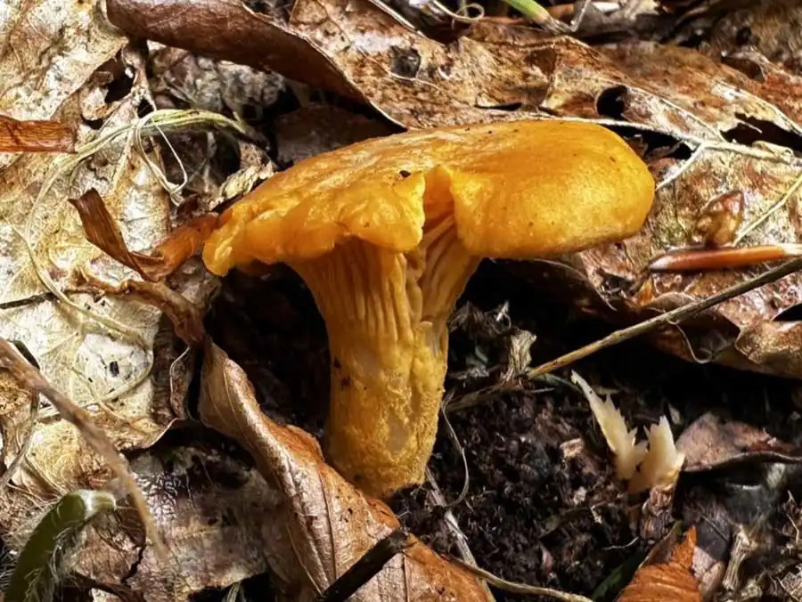 Orange Chanterelle